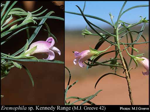 Photograph of Eremophila sp. Kennedy Range (M.J. Greeve 42)