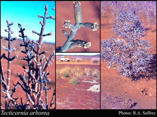 Photograph of Tecticornia arborea Paul G.Wilson