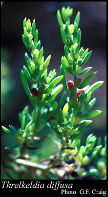 Photograph of Threlkeldia diffusa R.Br.