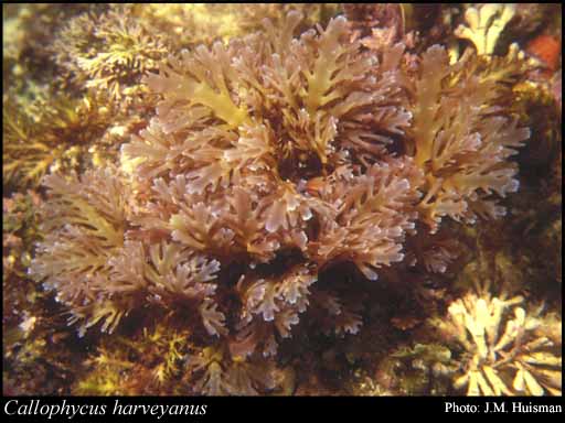 Photograph of Callophycus harveyanus (J.Agardh) P.C.Silva