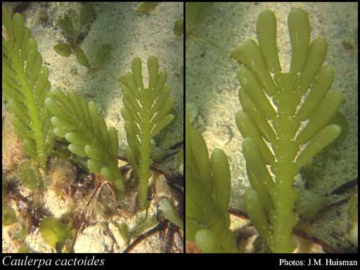 Photograph of Caulerpa cactoides (Turner) C.Agardh