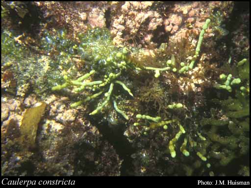 Photograph of Caulerpa constricta I.R.Price, Huisman & Borow.