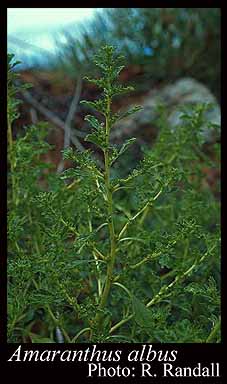 Photograph of Amaranthus albus L. Image