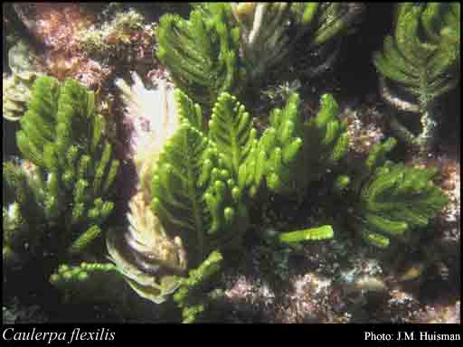 Photograph of Caulerpa flexilis J.V.Lamour.