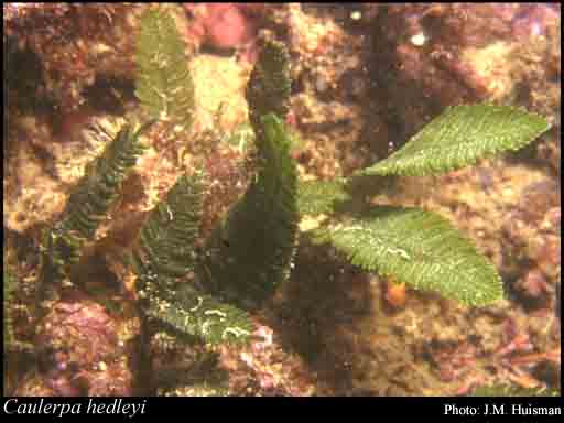 Photograph of Caulerpa hedleyi Weber Bosse