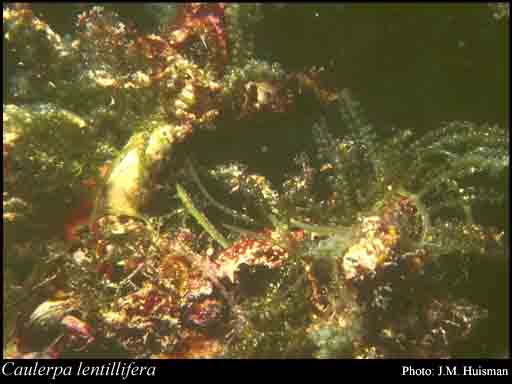 Photograph of Caulerpa lentillifera J.Agardh