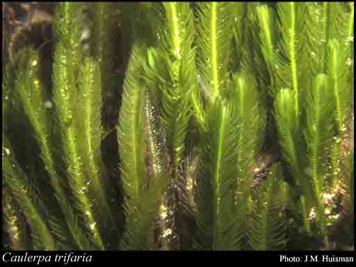 Photograph of Caulerpa trifaria Harv.