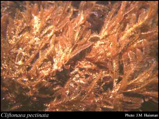 Photograph of Cliftonaea pectinata (Harv.) Harv.