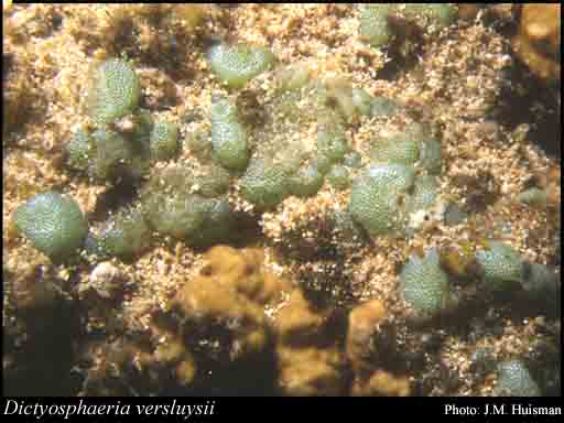 Photograph of Dictyosphaeria versluysii Weber Bosse