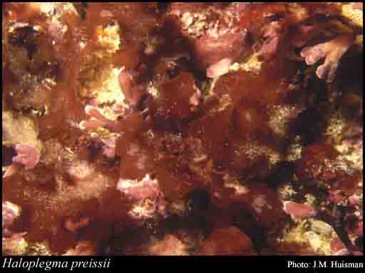 Photograph of Haloplegma preissii (Harv.) Mont.