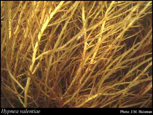 Photograph of Hypnea valentiae (Turner) Mont.