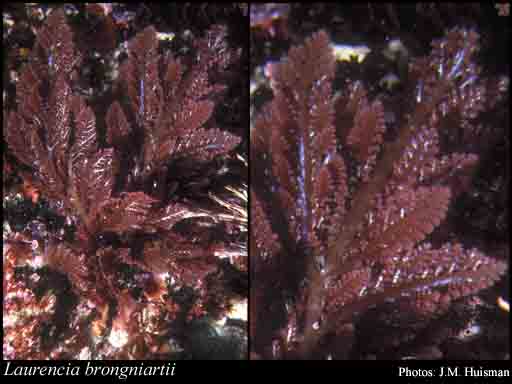 Photograph of Laurencia brongniartii J.Agardh Image