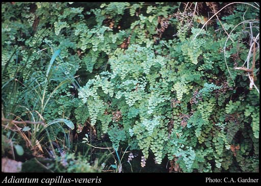 Photograph of Adiantum capillus-veneris L.