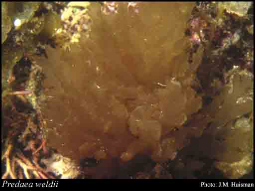 Photograph of Predaea weldii Kraft & I.A.Abbott