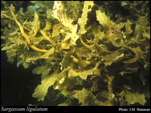 Photograph of Sargassum ligulatum C.Agardh