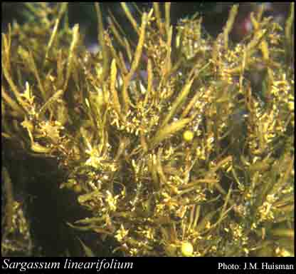 Photograph of Sargassum linearifolium (Turner) C.Agardh