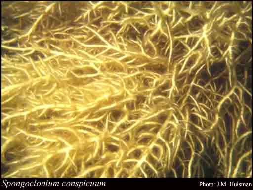 Photograph of Spongoclonium conspicuum Sond.