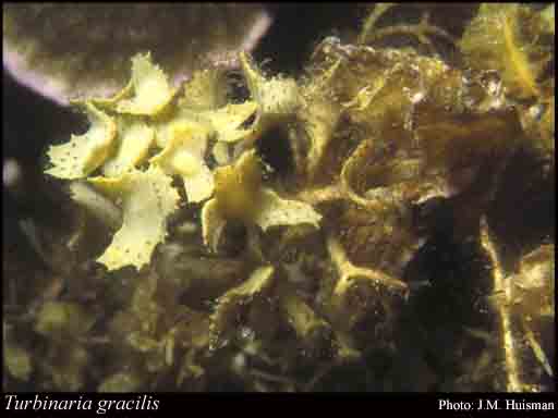 Photograph of Turbinaria gracilis Sond.