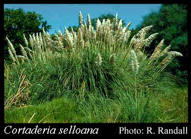 Photograph of Cortaderia selloana (Schult. & Schult.f.) Asch. & Graebn.