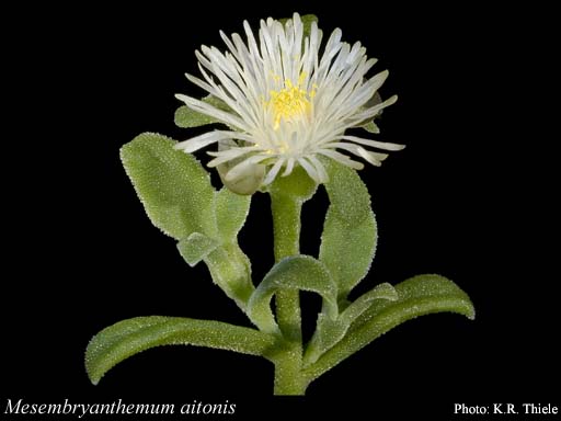 Photograph of Mesembryanthemum aitonis Jacq.