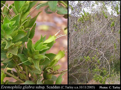 Photograph of Eremophila glabra subsp. Scaddan (C. Turley s.n. 10/11/2005)