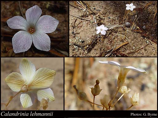 Photograph of Calandrinia lehmannii Endl.