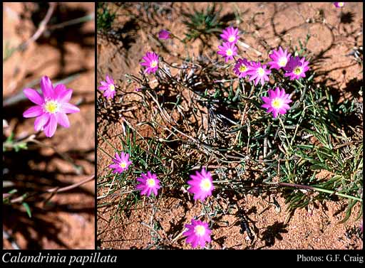 Photograph of Calandrinia papillata Syeda