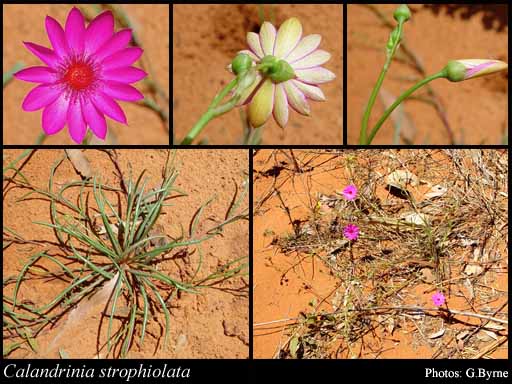 Photograph of Calandrinia strophiolata (F.Muell.) B.D.Jacks.