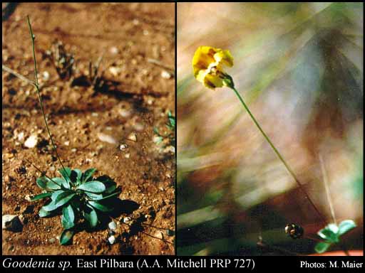 Photograph of Goodenia sp. East Pilbara (A.A. Mitchell PRP 727)