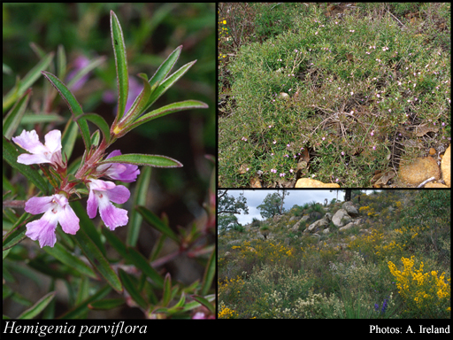 Photograph of Hemigenia parviflora Bartl.