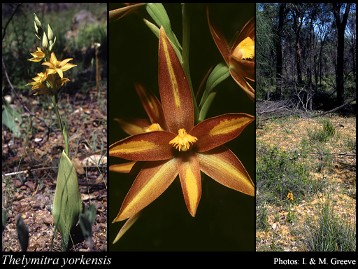 Photograph of Thelymitra yorkensis Jeanes