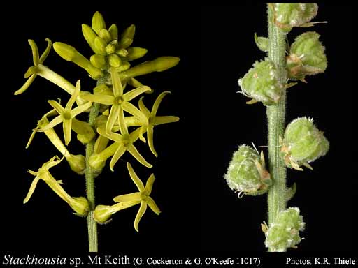 Photograph of Stackhousia sp. Mt Keith (G. Cockerton & G. O'Keefe 11017)