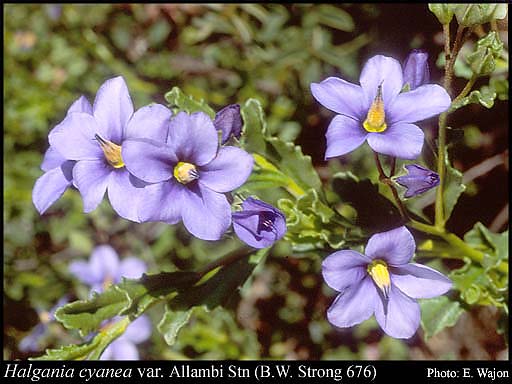 Photograph of Halgania cyanea var. Allambi Stn (B.W. Strong 676)