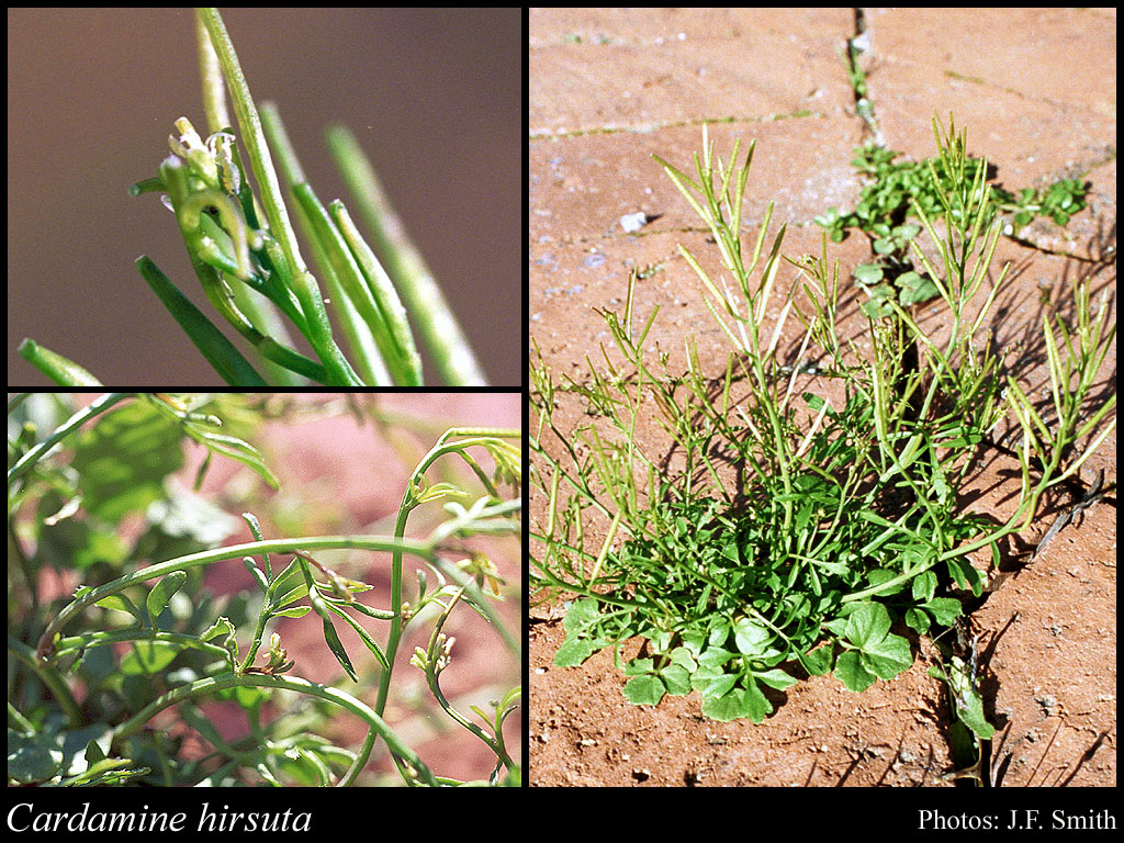 Photograph of Cardamine hirsuta L.