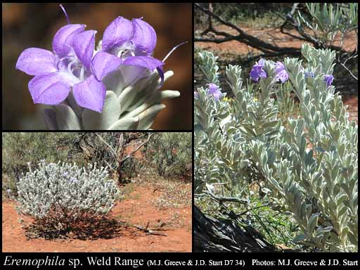 Photograph of Eremophila sp. Weld Range (M.J. Greeve & J.D. Start D7 34)