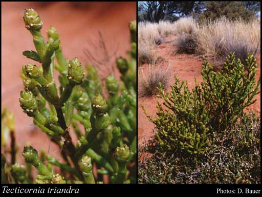 Photograph of Tecticornia triandra (F.Muell.) K.A.Sheph. & Paul G.Wilson