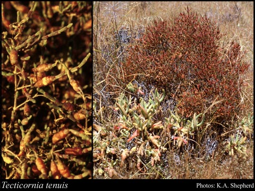 Photograph of Tecticornia tenuis (Benth.) K.A.Sheph. & Paul G.Wilson