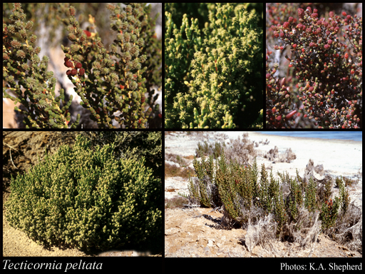 Photograph of Tecticornia peltata (Paul G.Wilson) K.A.Sheph. & Paul G.Wilson