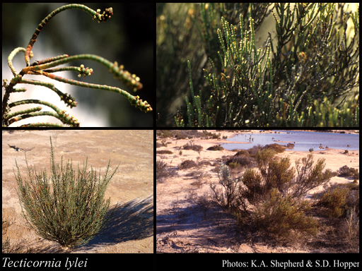 Photograph of Tecticornia lylei (Ewart & Jean White) K.A.Sheph. & Paul G.Wilson