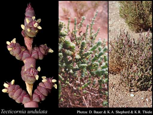 Photograph of Tecticornia undulata (Paul G.Wilson) K.A.Sheph. & Paul G.Wilson