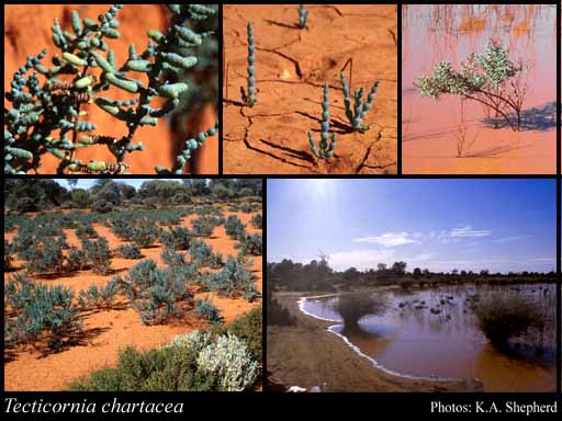 Photograph of Tecticornia chartacea (Paul G.Wilson) K.A.Sheph. & Paul G.Wilson
