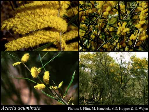 Photograph of Acacia acuminata Benth.