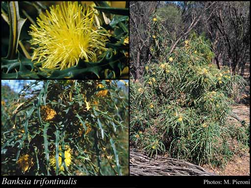 Photograph of Banksia trifontinalis (A.S.George) A.R.Mast & K.R.Thiele