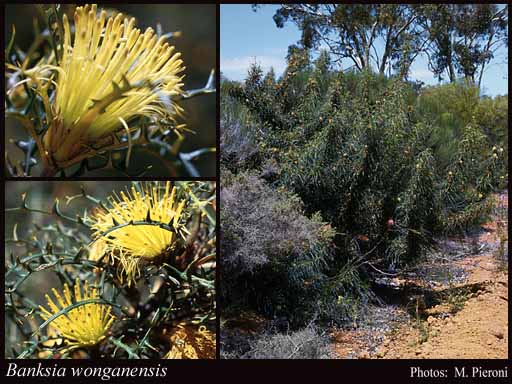 Photograph of Banksia wonganensis (A.S.George) A.R.Mast & K.R.Thiele