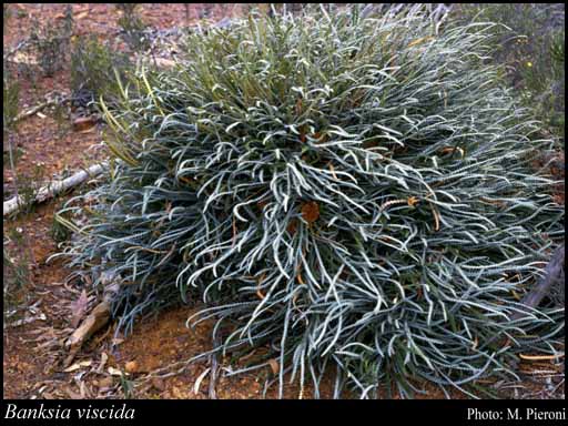 Photograph of Banksia viscida (A.S.George) A.R.Mast & K.R.Thiele