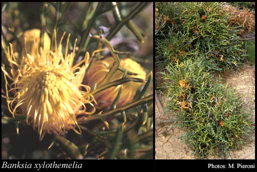 Photograph of Banksia xylothemelia (A.S.George) A.R.Mast & K.R.Thiele