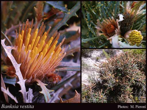 Photograph of Banksia vestita (Meisn.) A.R.Mast & K.R.Thiele