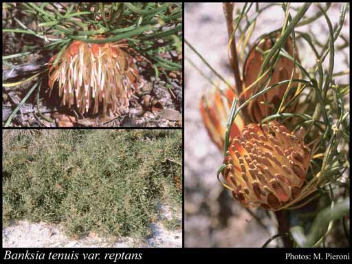 Photograph of Banksia tenuis var. reptans (A.S.George) A.R.Mast & K.R.Thiele