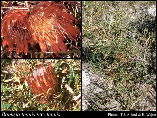 Photograph of Banksia tenuis A.R.Mast & K.R.Thiele var. tenuis