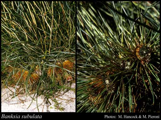 Photograph of Banksia subulata (C.A.Gardner) A.R.Mast & K.R.Thiele